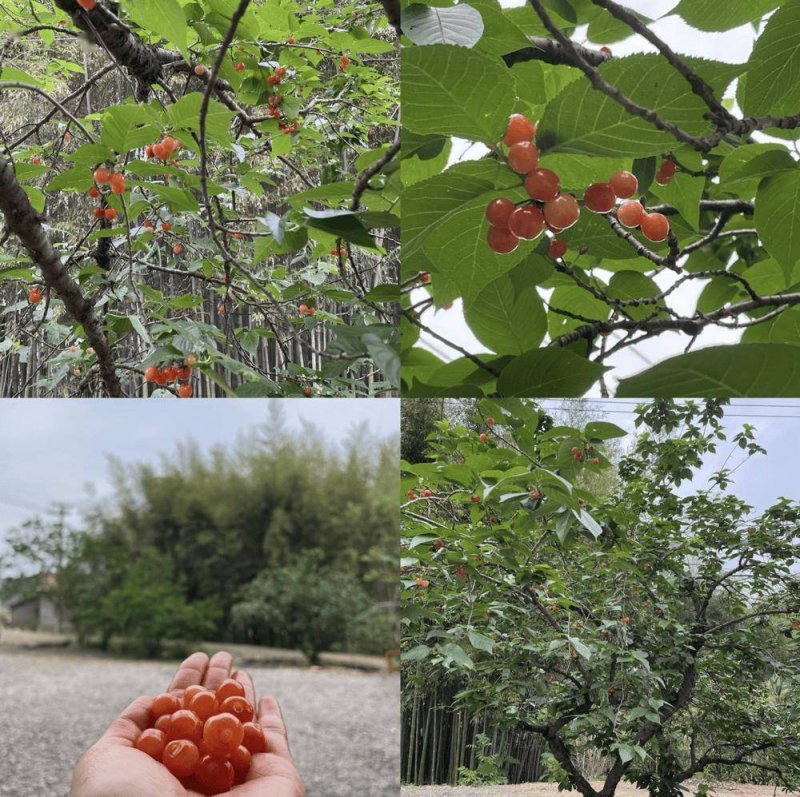 枞阳
：春风拂茶香 税惠“上春山”